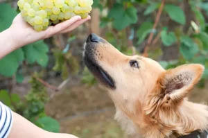 Grapes Can Kill Your Dog