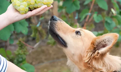 Grapes Can Kill Your Dog: Urgent Warning (Even One is Dangerous)