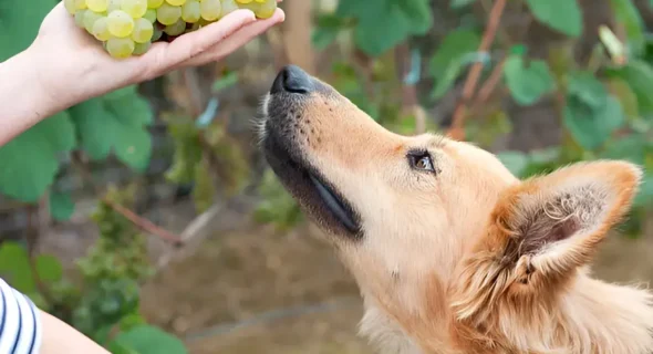 Grapes Can Kill Your Dog: Urgent Warning (Even One is Dangerous)