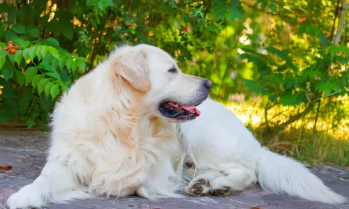 Is a Great Pyrenees Golden Retriever Mix Right for You? A Complete Guide