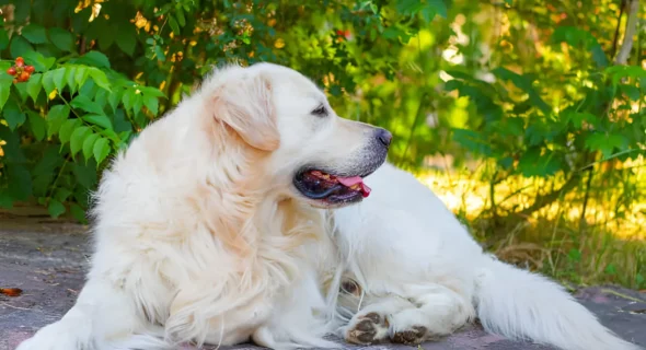 Is a Great Pyrenees Golden Retriever Mix Right for You? A Complete Guide