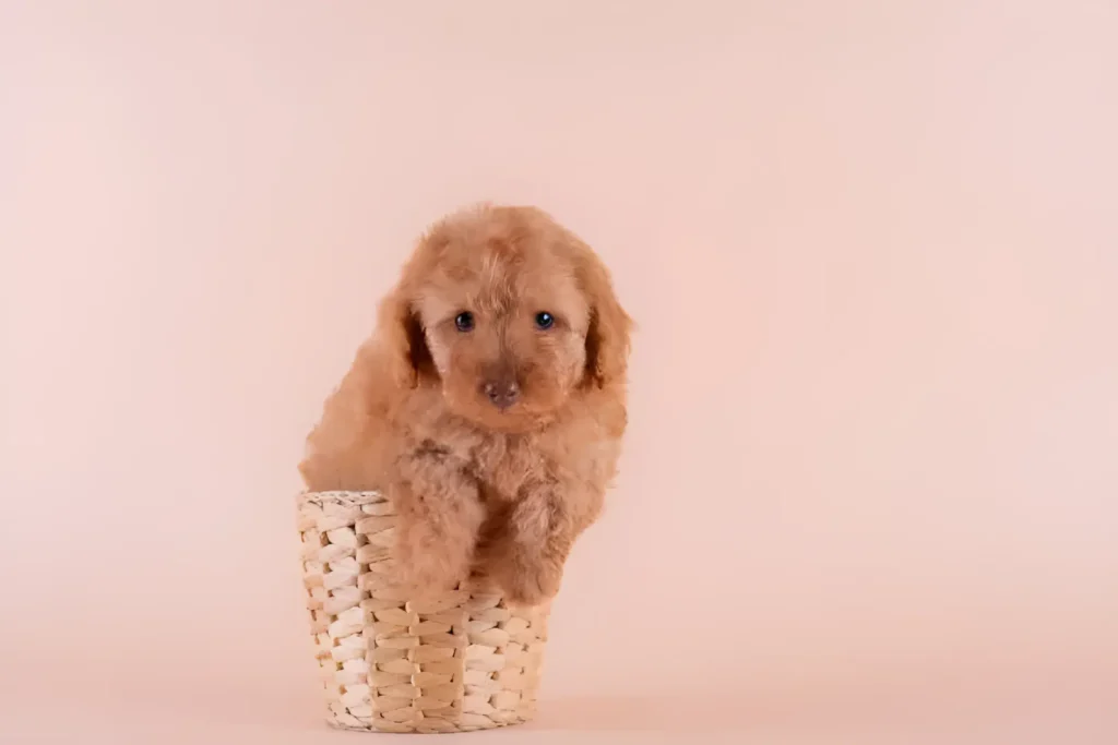 How Big Do Toy Poodles Get