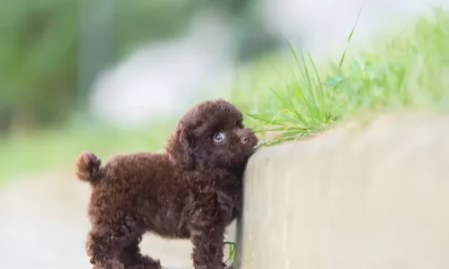 How Big Do Toy Poodles Get? Size, Weight, and Everything You Need to Know