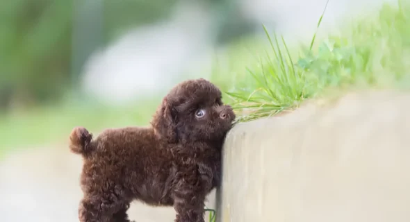 How Big Do Toy Poodles Get? Size, Weight, and Everything You Need to Know