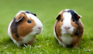 How Long Can Guinea Pigs Go Without Eating