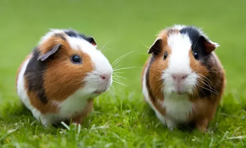 How Long Can Guinea Pigs Go Without Eating? Critical Timeframes Explained!