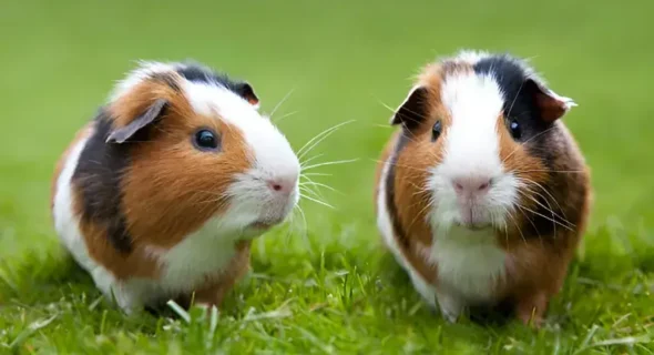 How Long Can Guinea Pigs Go Without Eating? Critical Timeframes Explained!