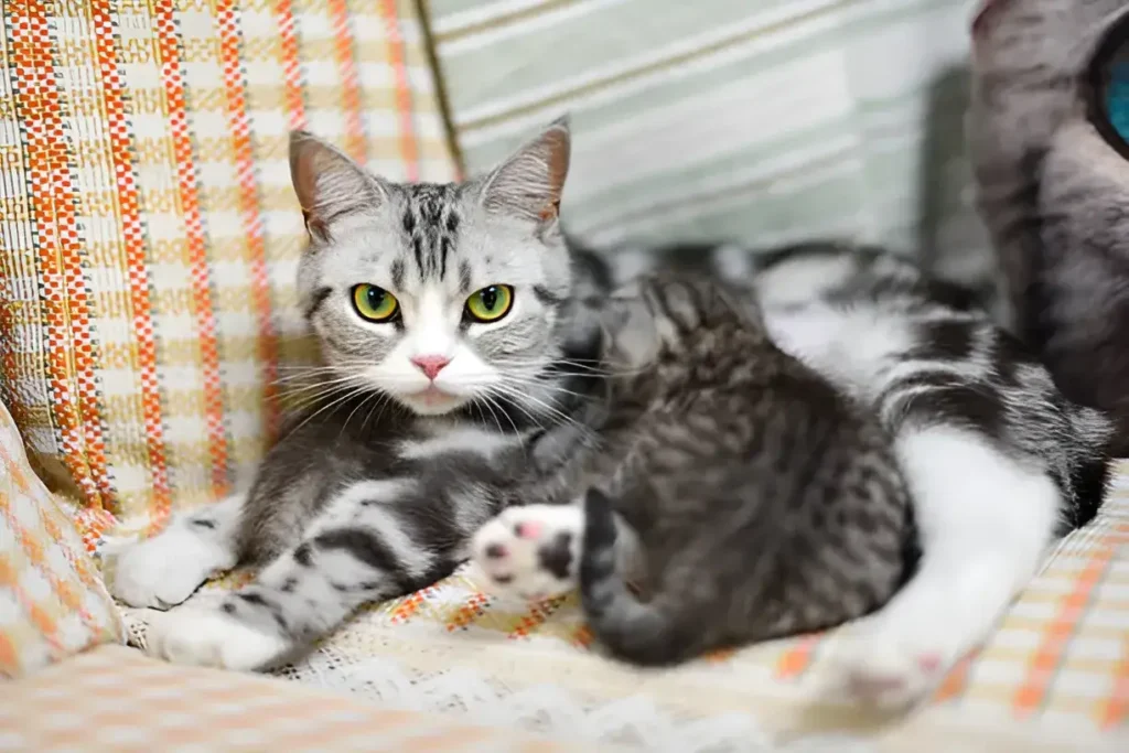 How Long Should Kittens Stay With Their Mothers