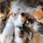 How Long Should Kittens Stay With Their Mothers