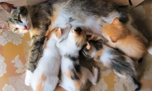 How Long Should Kittens Stay With Their Mothers? The Ideal Time for a Healthy Future
