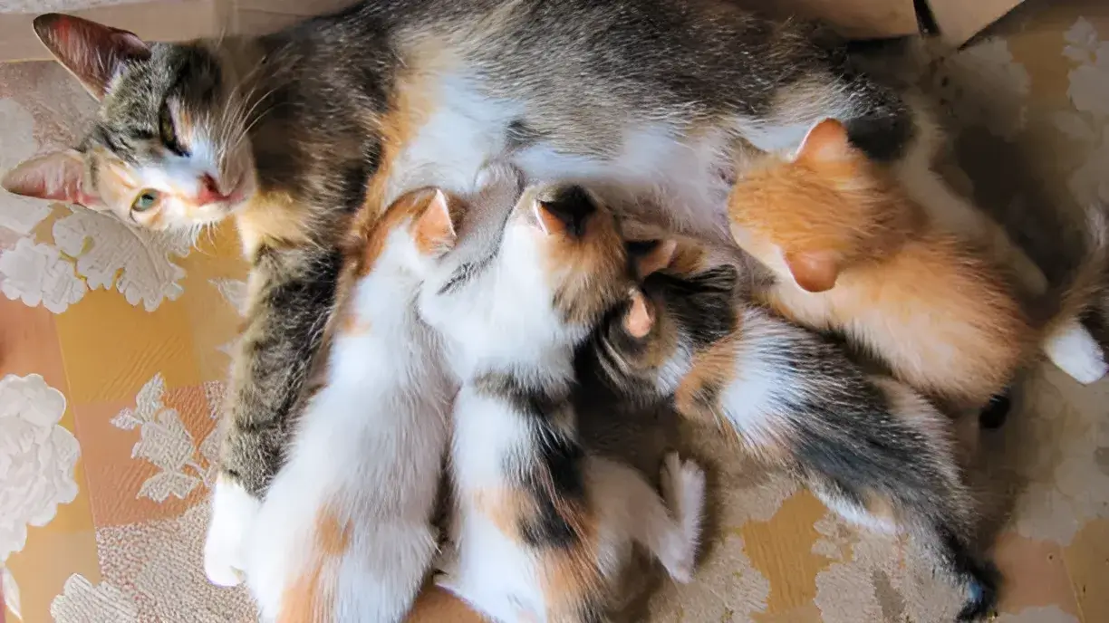 How Long Should Kittens Stay With Their Mothers