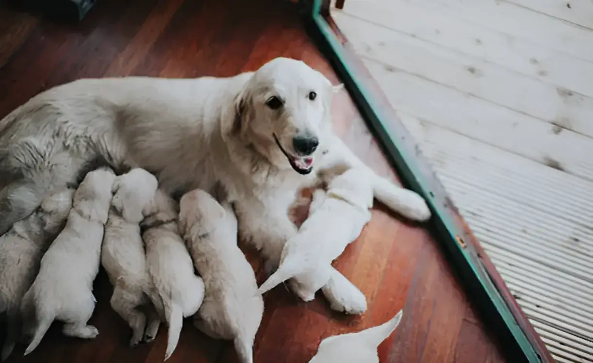 How Many Dogs Are in a Litter