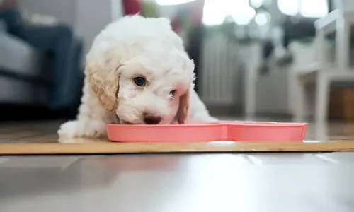 How Much Do 4-Week-Old Puppies Eat? A Complete Guide (With Breed Chart)