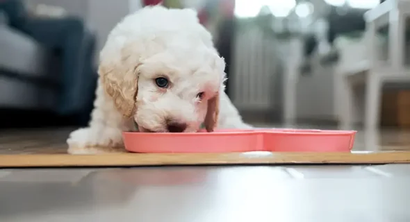 How Much Do 4-Week-Old Puppies Eat? A Complete Guide (With Breed Chart)