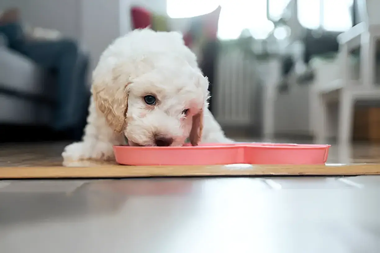 How Much Do 4-Week-Old Puppies Eat