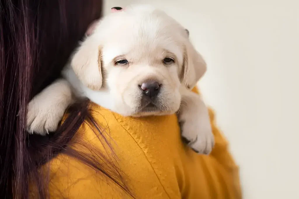 How to Prepare for Your New Puppy