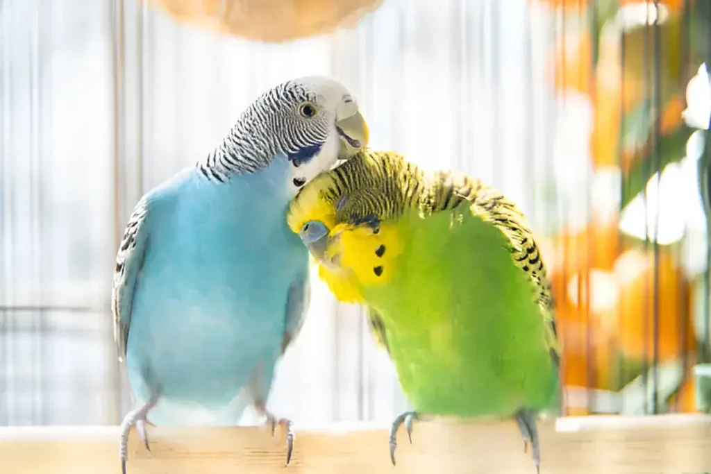 How to Raise a Happy, Healthy Budgie Your Complete Care Guide