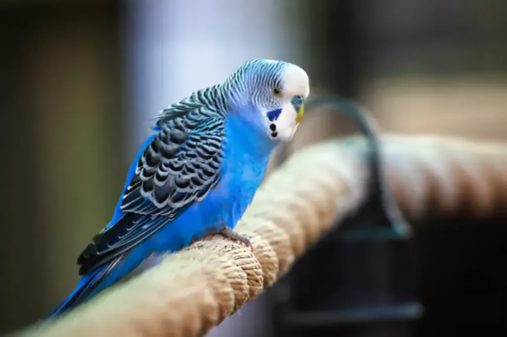 How to Raise a Happy, Healthy Budgie Your Complete Care Guide