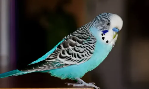 How to Raise a Happy, Healthy Budgie: Your Complete Care Guide