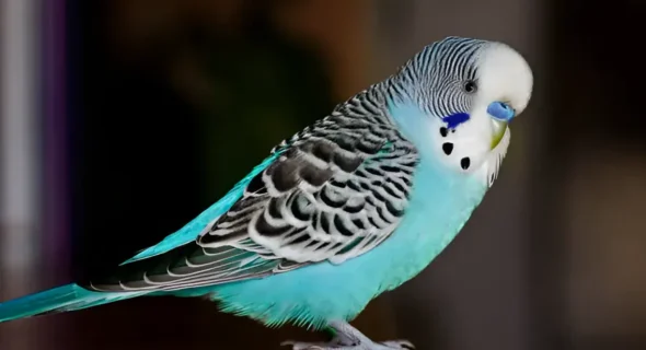 How to Raise a Happy, Healthy Budgie: Your Complete Care Guide