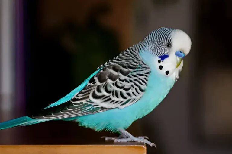 How to Raise a Happy, Healthy Budgie Your Complete Care Guide