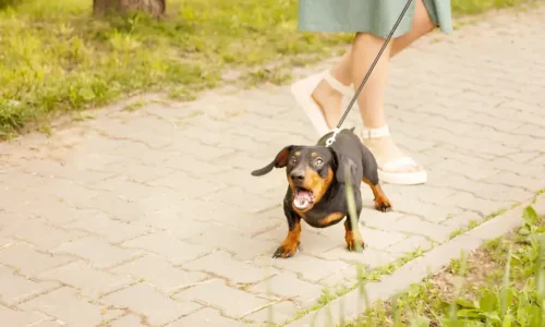 How to Stop Your Dog From Barking at People: Positive Training Methods