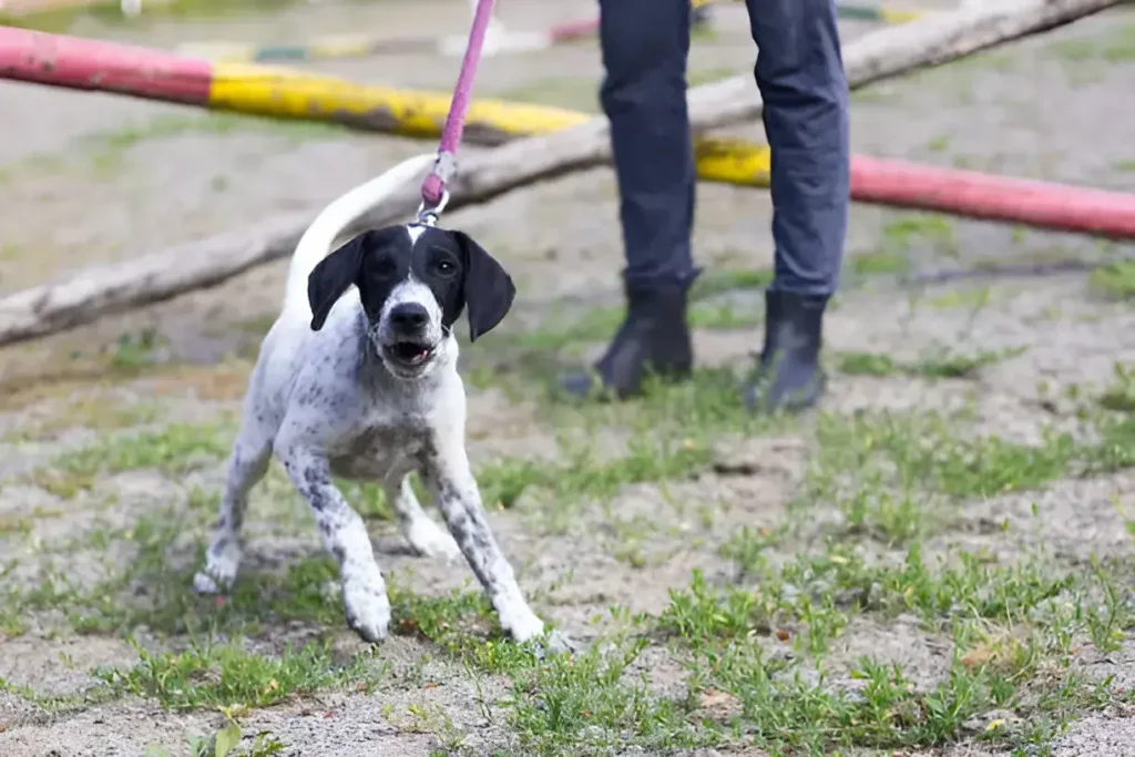 How to Stop Your Dog From Barking at People