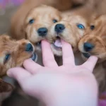 How to Stop a Puppy Biting You