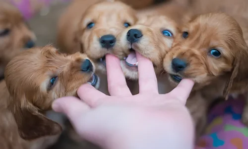 How to Stop a Puppy Biting You: A Comprehensive Guide