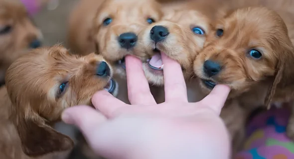 How to Stop a Puppy Biting You: A Comprehensive Guide