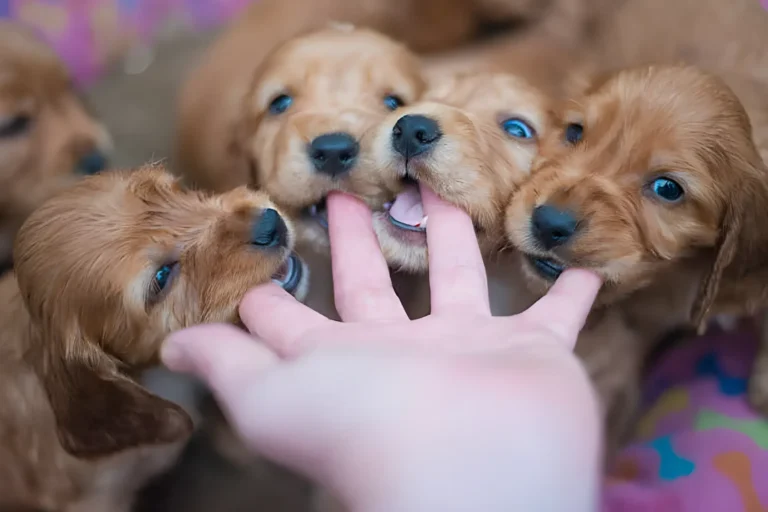 How to Stop a Puppy Biting You