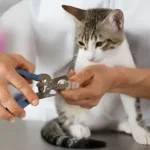 How to Trim Your Cat's Claws