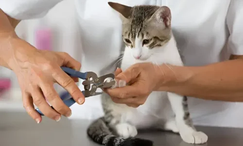 How to Trim Your Cat’s Claws Without the Drama: A Quick Guide