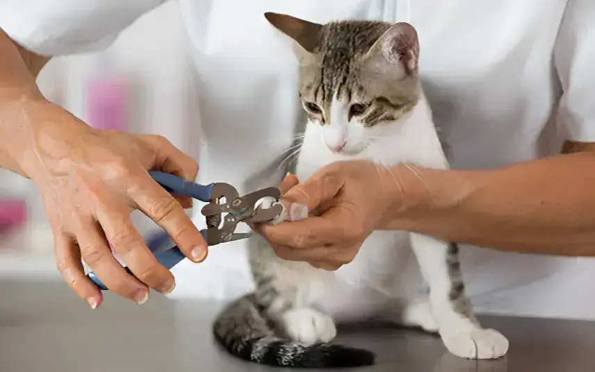 How to Trim Your Cat's Claws