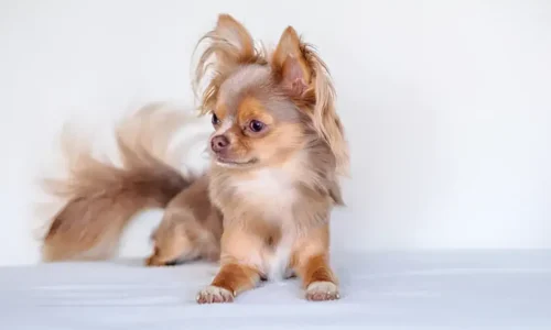 5 Steps to Stress-Free Long-Haired Chihuahua Grooming