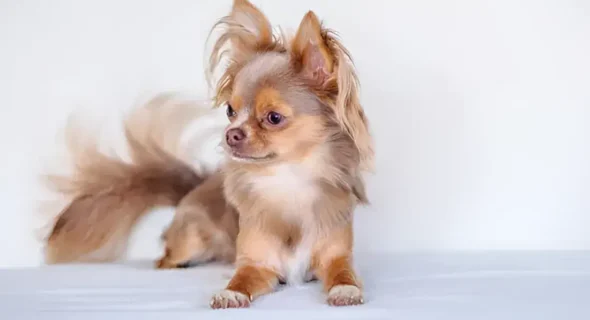 5 Steps to Stress-Free Long-Haired Chihuahua Grooming