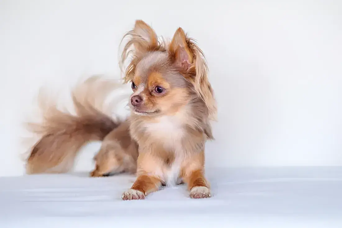 Long-Haired Chihuahua Grooming