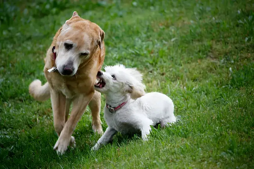 My Dog Growls at Other Dogs