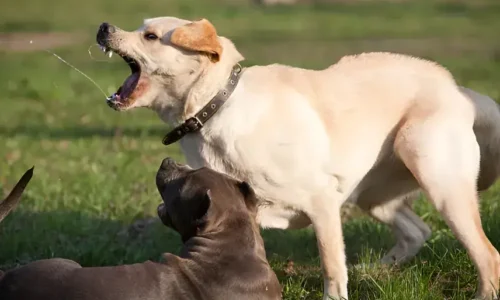 My Dog Growls at Other Dogs: Understanding Why and What to Do