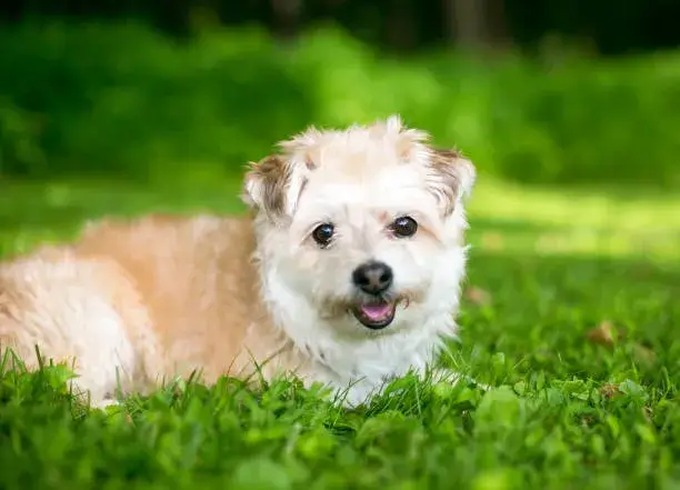 Pomeranian Mixed with Toy Poodle