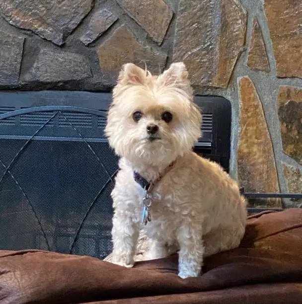 Pomeranian Mixed with Toy Poodle