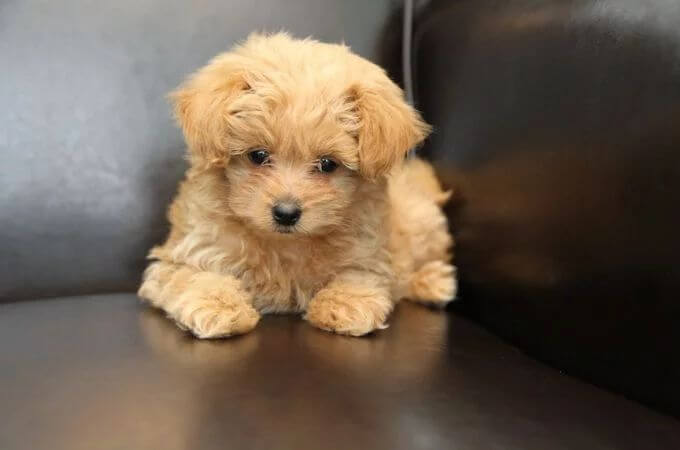 Pomeranian Mixed with Toy Poodle