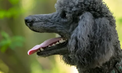 Understanding Poodle Bite Force: Size Matters, Impact, Prevention, and Comparison