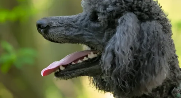 Understanding Poodle Bite Force: Size Matters, Impact, Prevention, and Comparison