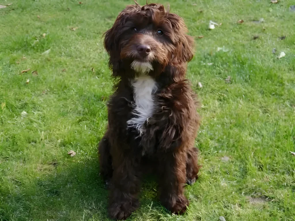 Poodle-Spaniel Mix