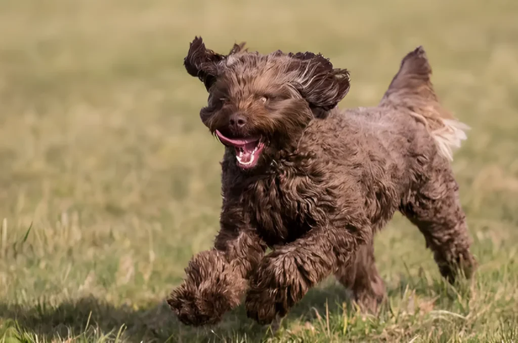 Poodle-Spaniel Mix