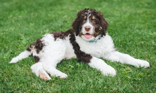 The Springerdoodle: Everything You Need to Know About This Poodle-Spaniel Mix