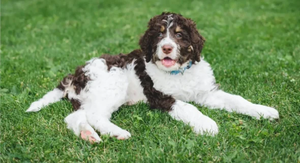 The Springerdoodle: Everything You Need to Know About This Poodle-Spaniel Mix