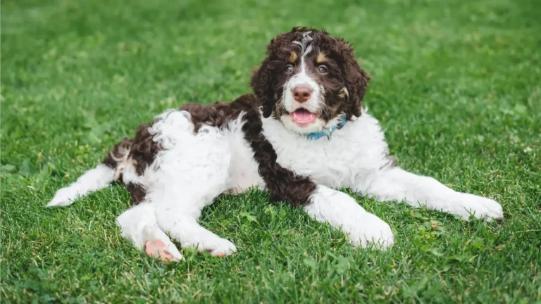 Poodle-Spaniel Mix