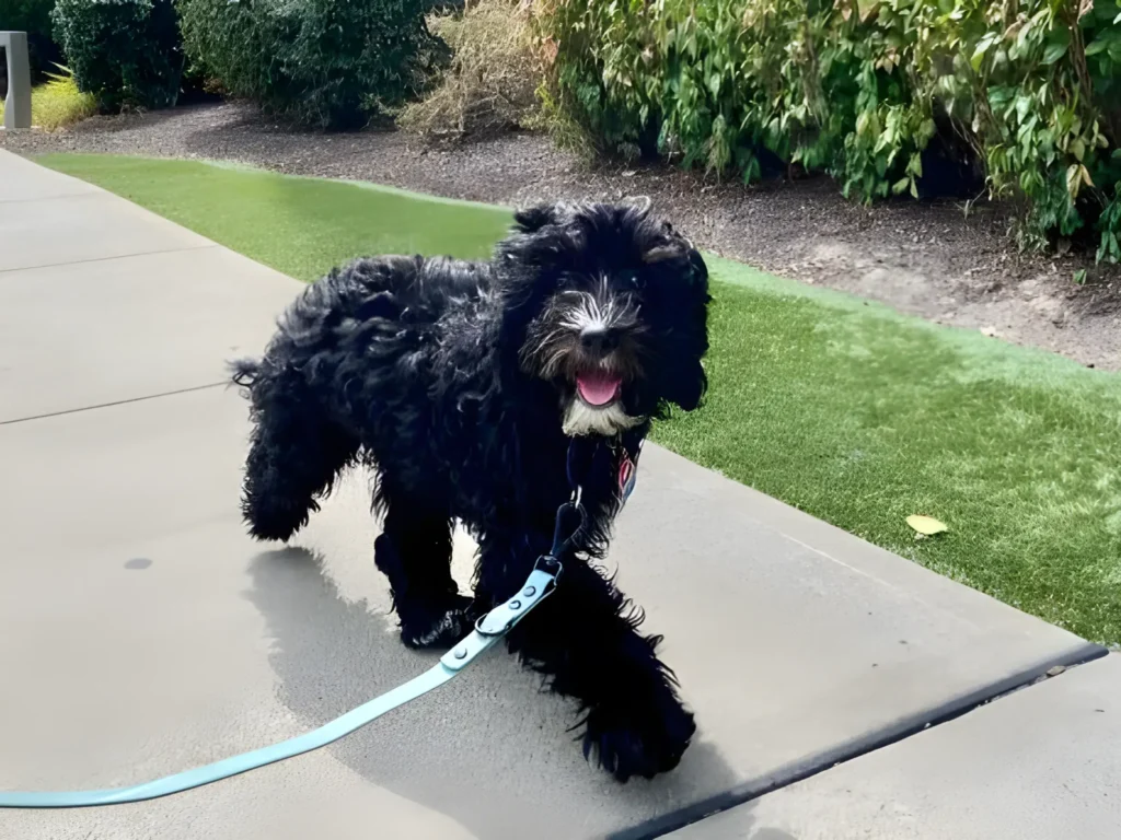 Poodle-Spaniel Mix